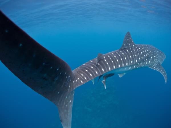 Liveaboard whale shark conservation vacation, Maldives