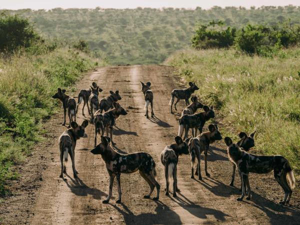 Zululand wildlife conservation vacation in South Africa