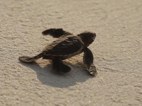 Marine conservation vacation in the Seychelles