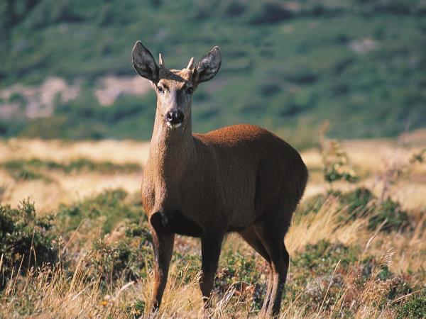 Chile wildlife and wilderness vacation