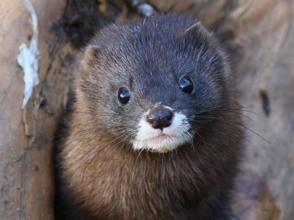 European mink watching vacation in Romania