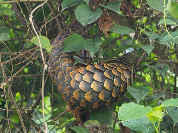 Pangolins and mammals of Ghana vacation