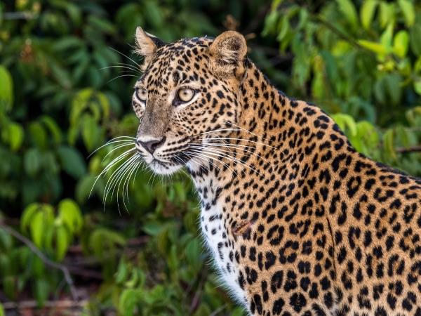 Sri Lanka leopards and wildlife vacation