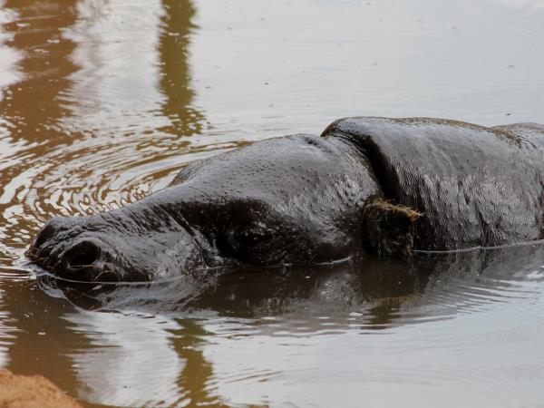 Ivory Coast Pygmy Hippo expedition