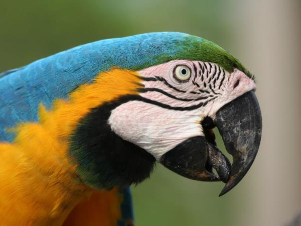 Natural Brazil wildlife vacation, tailor made
