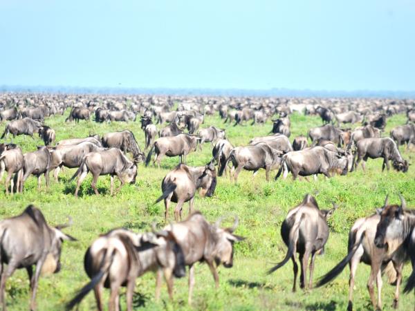 Serengeti small group tour, Tanzania