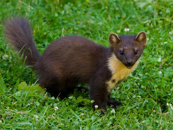 Cairngorms and coast wildlife vacation, Scotland