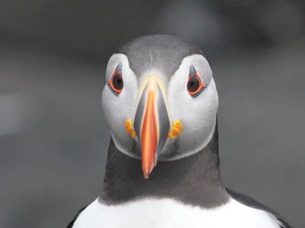 Wales wildlife vacation