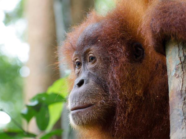 Java & Sumatra tailor made vacation