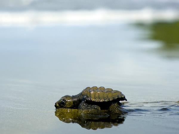 Costa Rica turtle conservation experience 