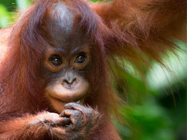 Borneo family vacation for all ages