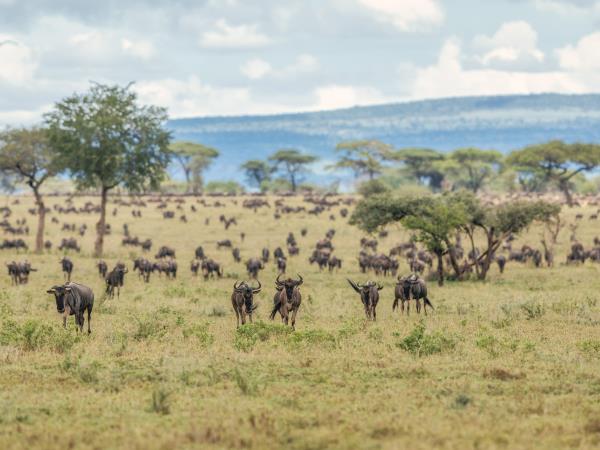 Tanzania wheelchair accessible safari vacation