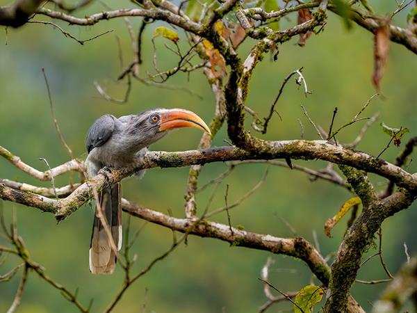 Kerala birdwatching vacations, Western Ghats