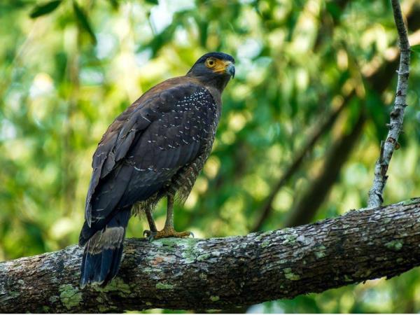 Borneo birding express tour