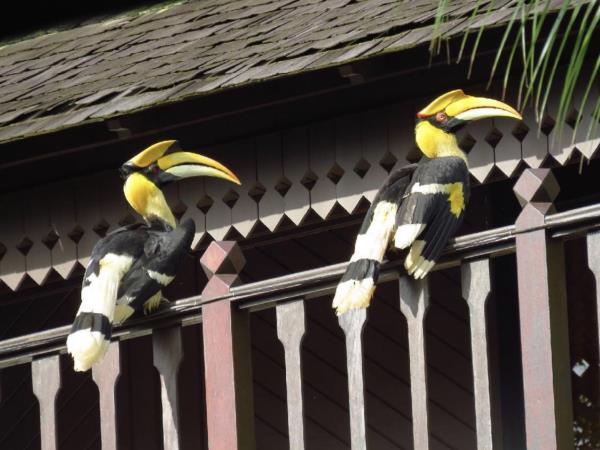 Peninsular Malaysia birdwatching vacation