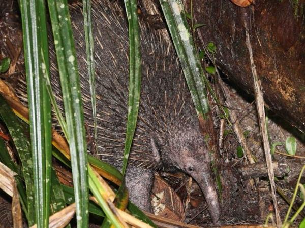 West Papua wildlife vacation