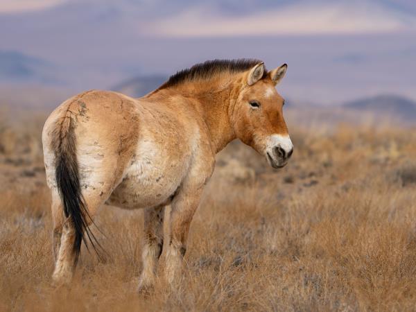 Mongolia desert mammal tour