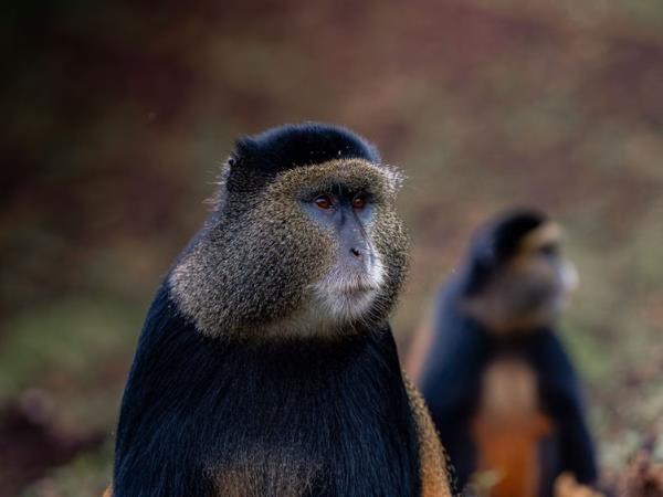 Rwanda Gorillas and Primates tour