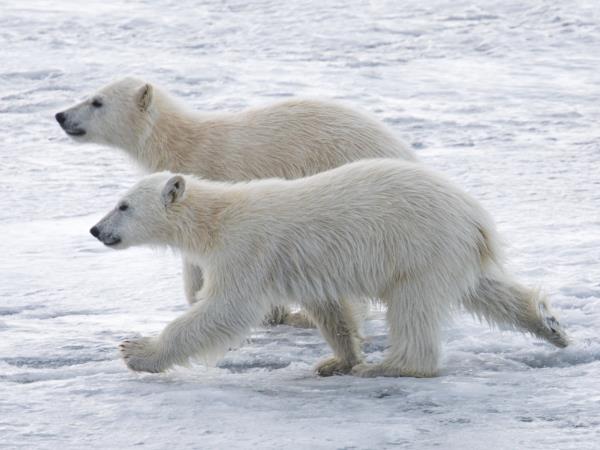 Spitsbergen expedition cruises with added comfort