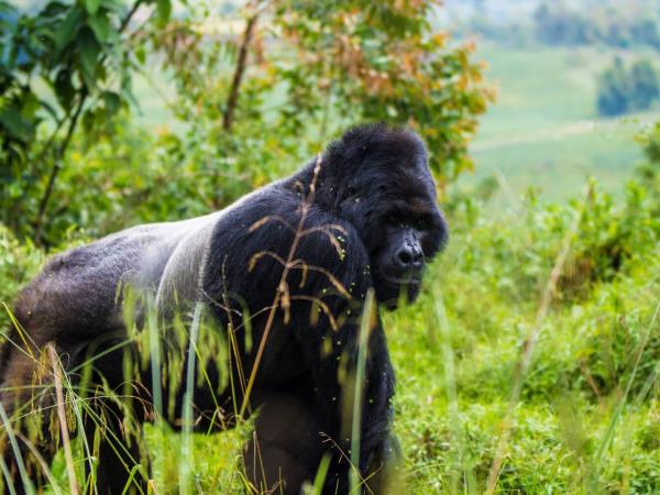 Women only gorilla trekking safari in Uganda