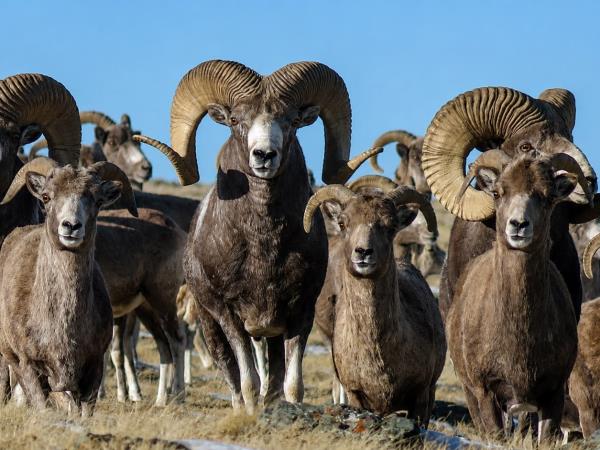 Mongolia wildlife vacation