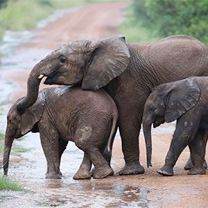 Short safaris travel guide 