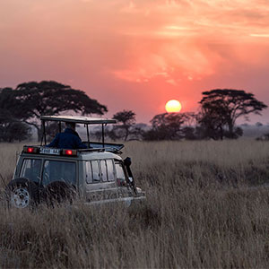 Where to go on a short safari