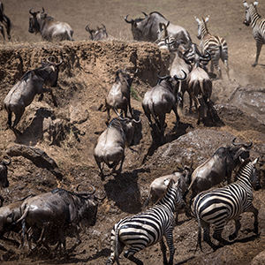 Best places to see wildlife spectacles in Africa
