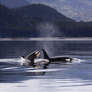 Wildlife in Alaska