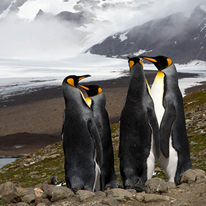 Why visit South Georgia on an Antarctic cruise