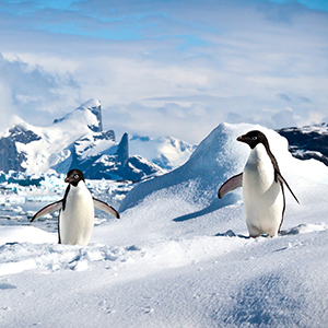 Antarctica & Falklands travel guide