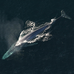 Blue whale watching in the Azores