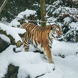 Best time to go on a big cat safari