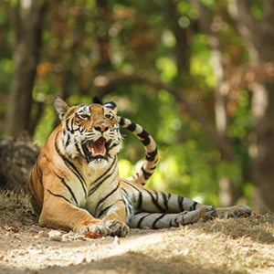 Big cat safaris in India