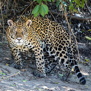 Jaguars in the Pantanal