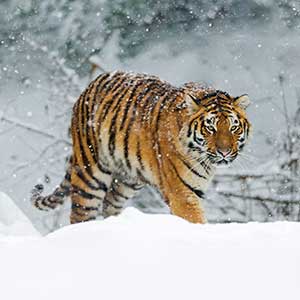 Siberian tiger & Amur leopard safaris