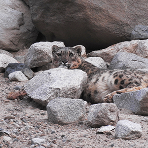 Snow leopard trekking in Ladakh