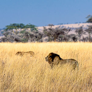Big cat safaris in South Africa
