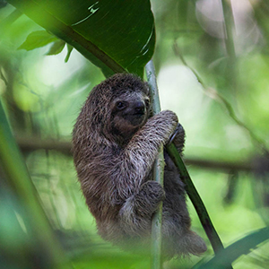 Things to do in Central America