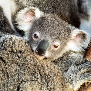 Best time to visit Kangaroo Island