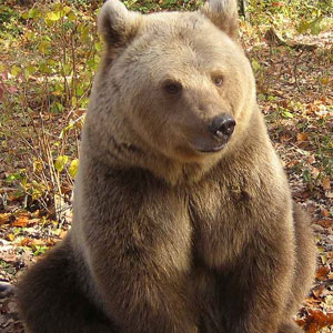 Family volunteering with bears in Romania