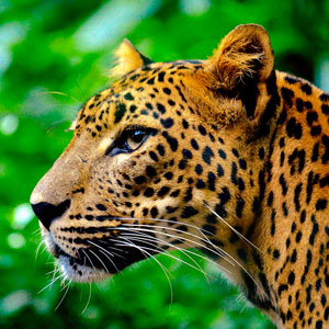 Top 10 animals in Costa Rica