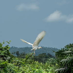 S�o Tom� and Pr�ncipe wildlife