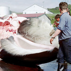 Whaling in Iceland