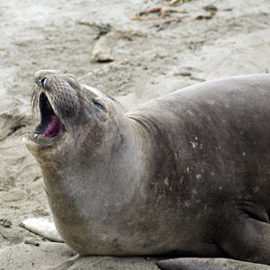 Best time to visit Macquarie Island