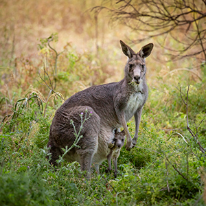 Wildlife holidays in Victoria