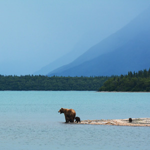 Best time to see wildlife in Alaska