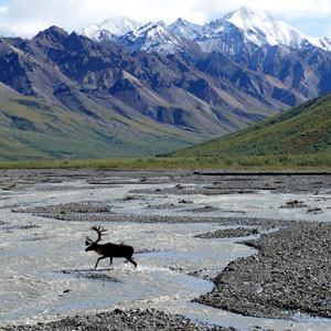 Alaska wildlife map & highlights 