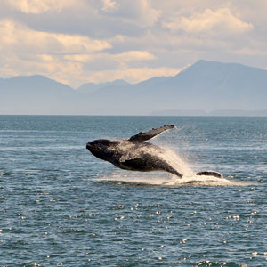 Whale watching in Alaska