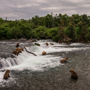 Bear watching in Alaska 